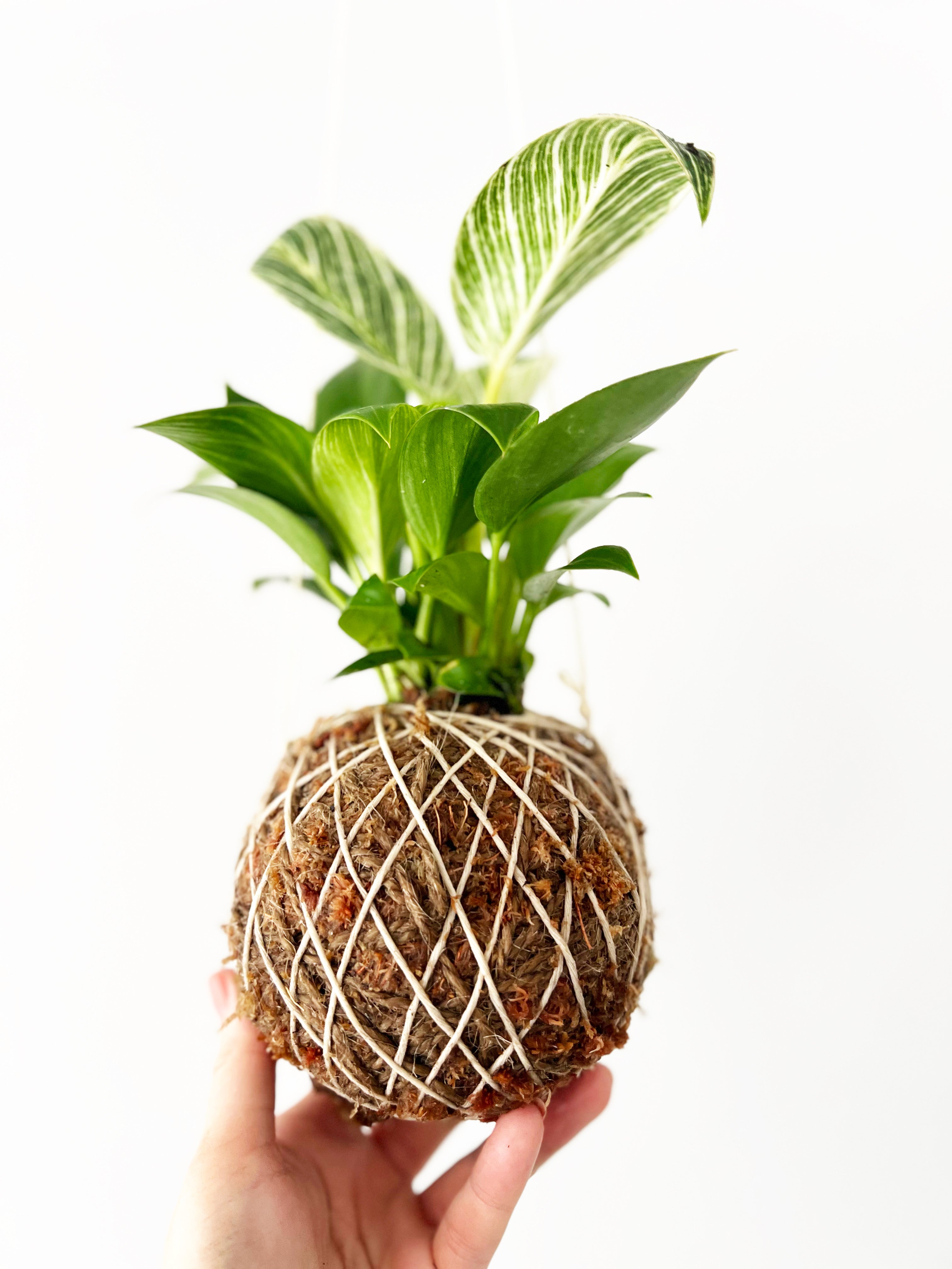 Japanese Kokedama Plant