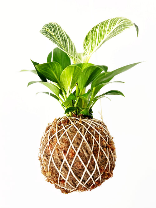Japanese Kokedama Plant