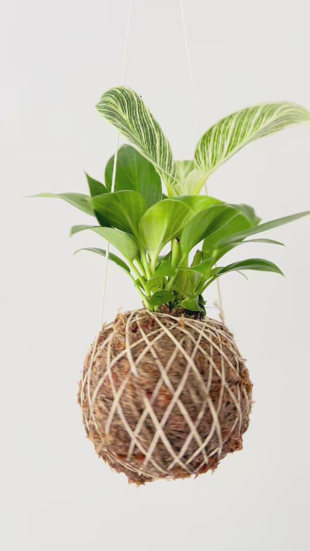 Japanese Kokedama Plant